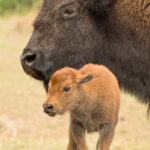 a big bison mother with her newborn calf 2022 11 11 04 51 03 utc