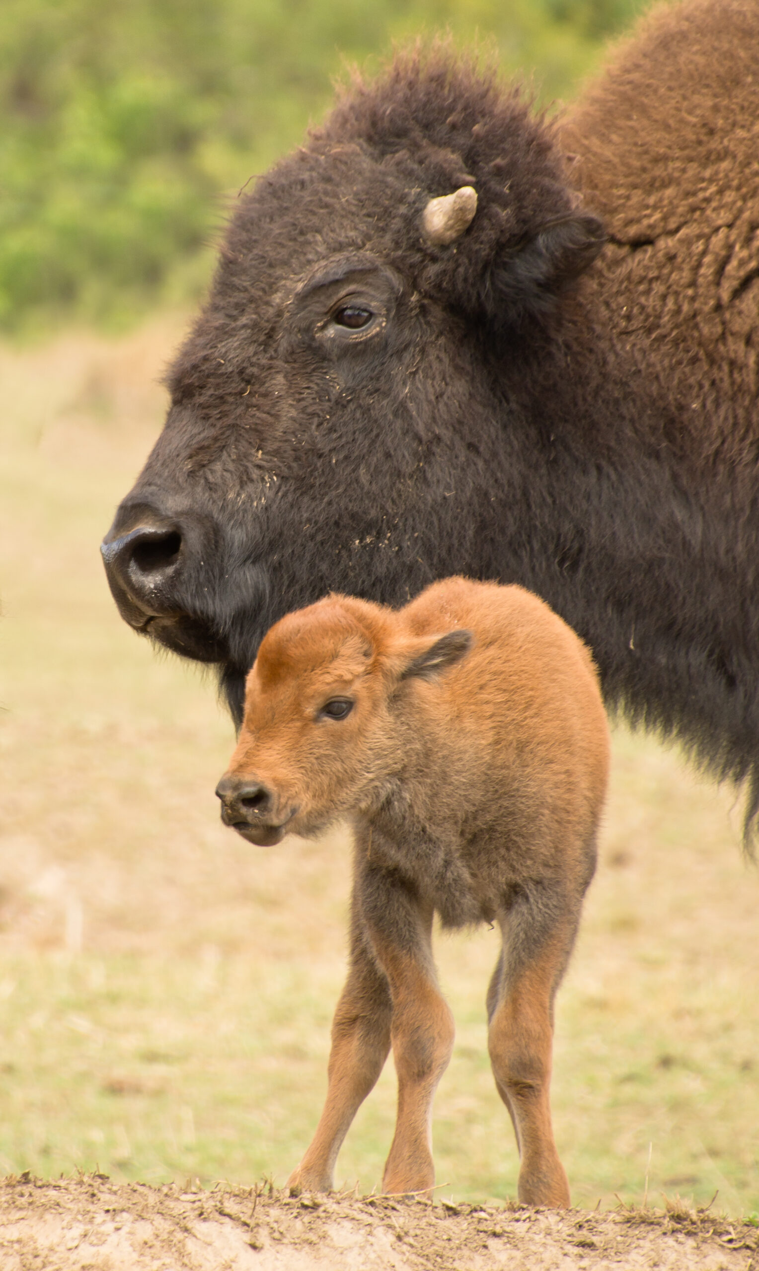 a big bison mother with her newborn calf 2022 11 11 04 51 03 utc scaled