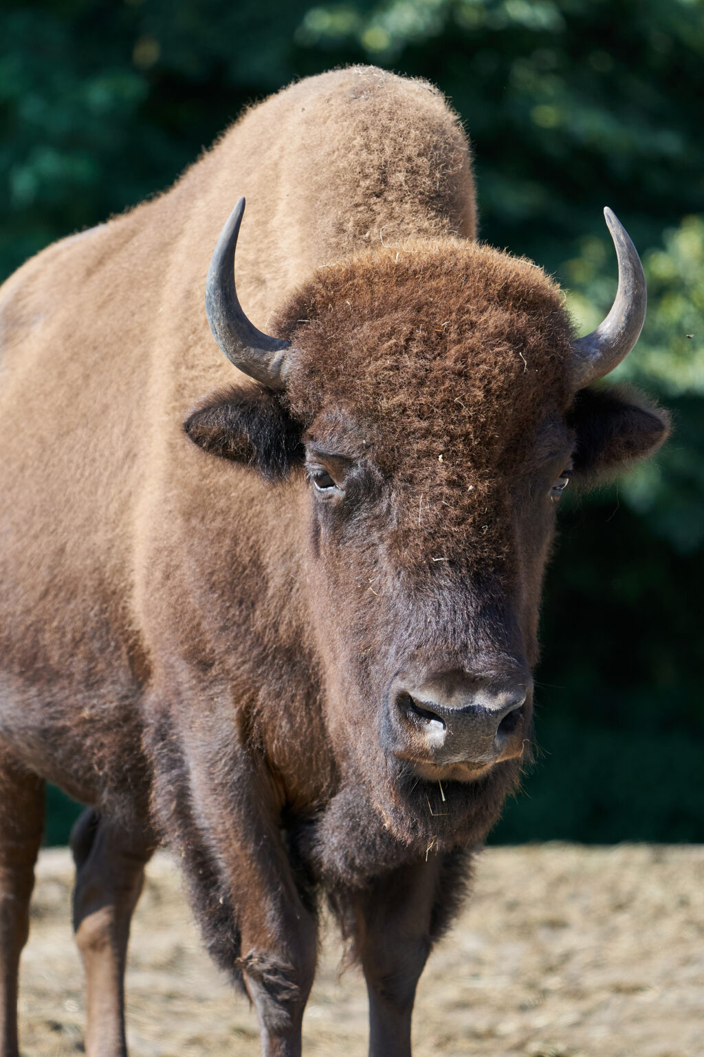 How High Can Bison Jump - WildLifeFAQ