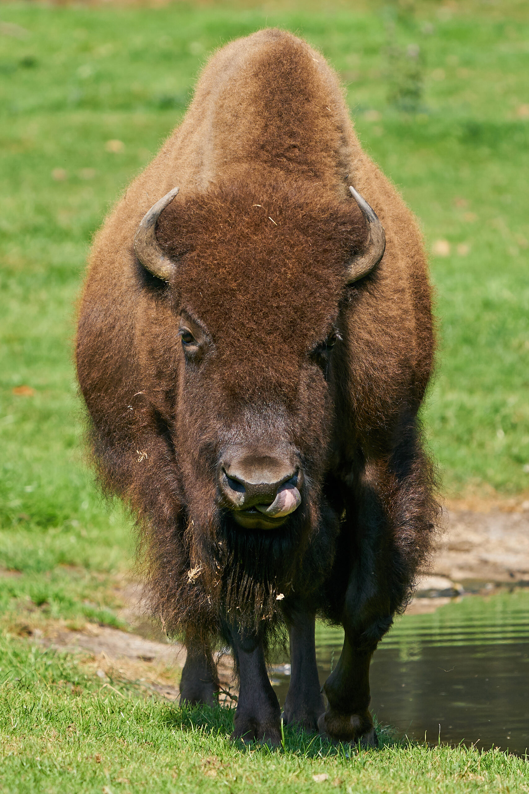 american bison bison bison 2021 08 30 09 51 18 utc scaled