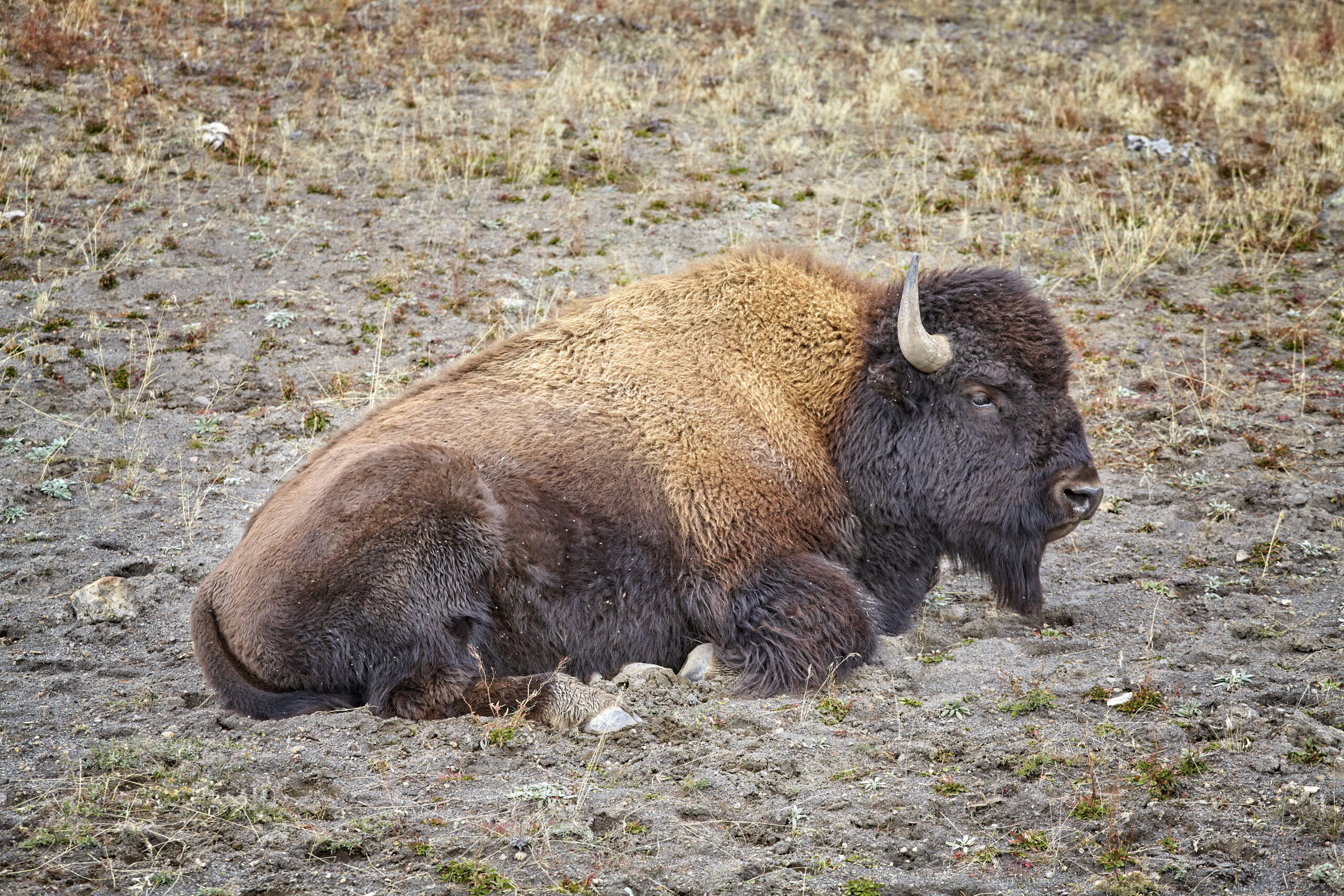 american bison bison bison in yellowstone nation 2021 08 26 22 41 28 utc scaled