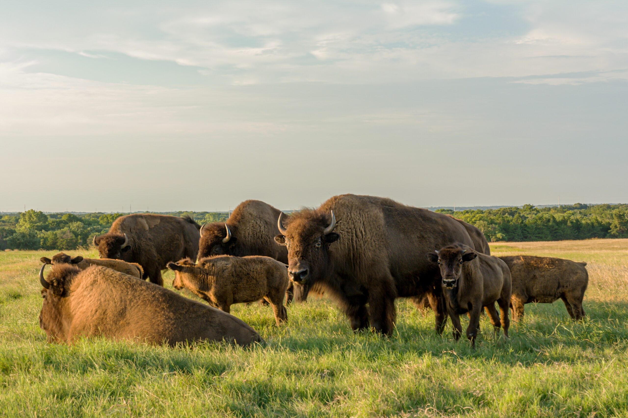 The Social Structure of the American Bison Herds