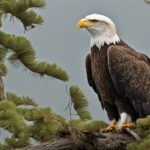 Are bald eagles carnivores herbivores or omnivores