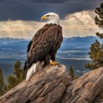 are bald eagles native to colorado
