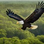 are bald eagles protected in florida