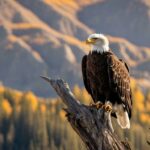 are bald eagles rare to see