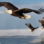 Are bald eagles related to seagulls