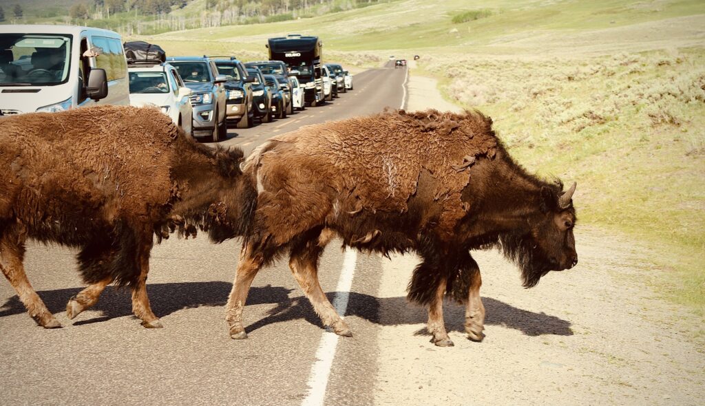 bison crossing roadway in yellowstone national par 2022 11 16 22 06 09 utc