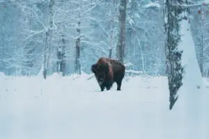 bison on the forest background and snow 2022 04 08 17 36 27 utc