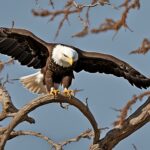 can a bald eagle break your arm
