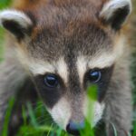 can a raccoon survive without a tail 2