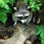 can a raccoon survive without a tail 3