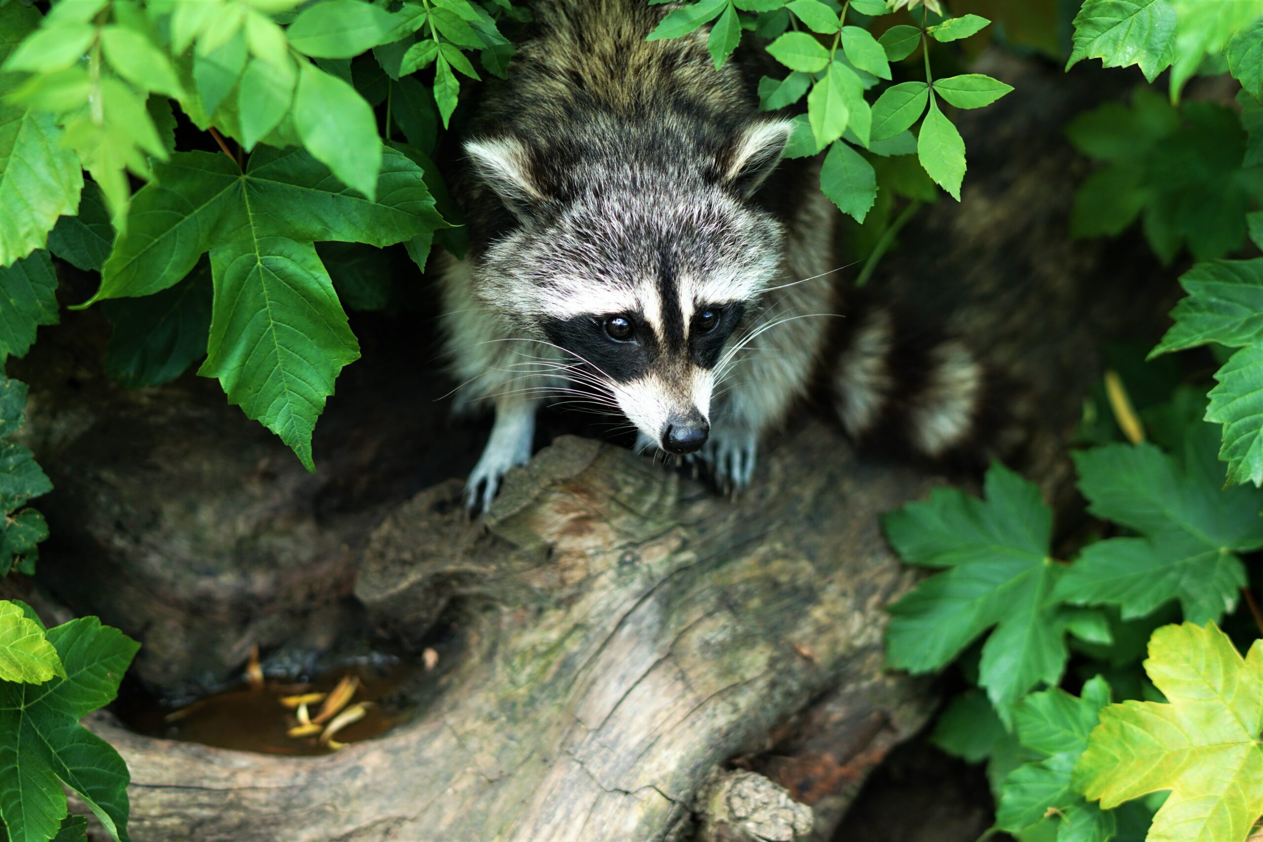 can a raccoon survive without a tail 3 scaled