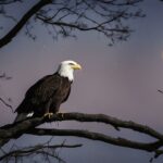 Can bald eagles see in the dark