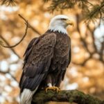 Can bald eagles turn their heads 360 degrees