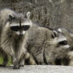 can you tame a raccoon