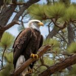 do bald eagles use the same nest every year