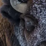 how cold can a bison survive