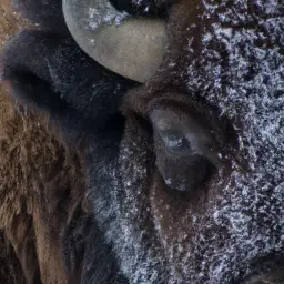 how cold can a bison survive