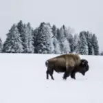 how cold can bison survive