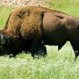 how do bison help the ecosystem