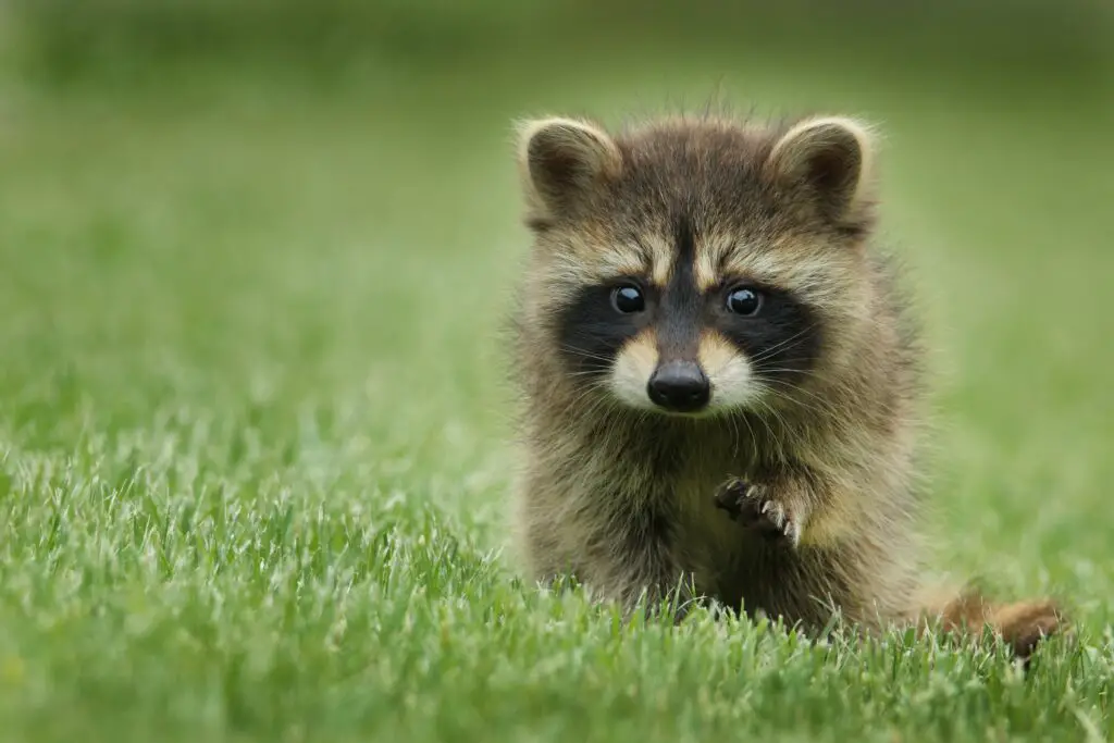 how long do raccoons live in the wild