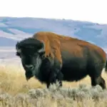 how many bison are in america