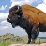 how many bison are in custer state park