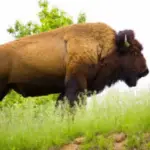 how many bison are in lone elk park