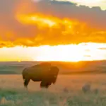 how many bison are in the world