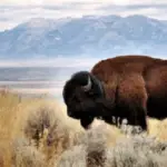 how many bison are on antelope island