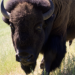 how many bison in us