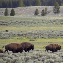 how many bison in yellowstone