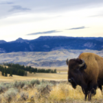 how many bison live in yellowstone