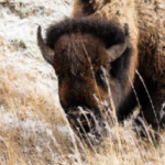 how many wild bison are left