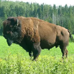 how many wood bison are left