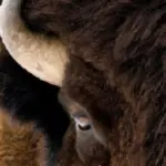 how much does a bison head weigh