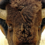 how much does a bison weigh