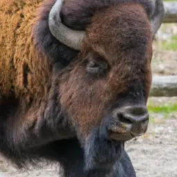 how strong is a bison