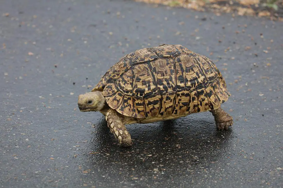 Do leopard tortoises hibernate?