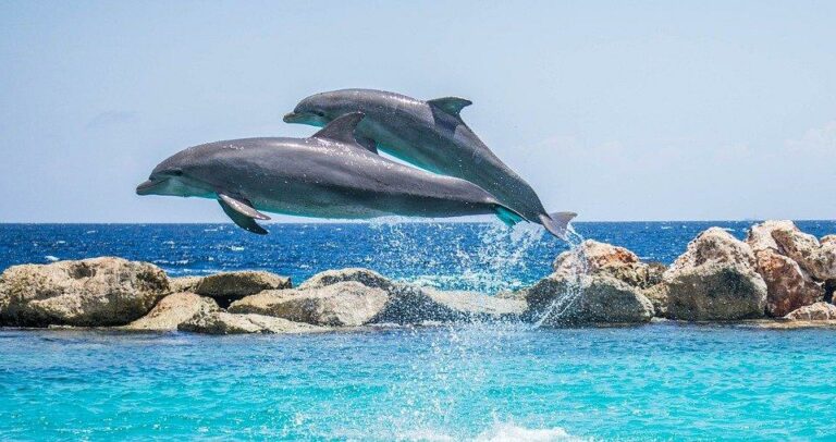 Dolphins Rabies Can marine mammals get rabies? (Like Dolphins) - WildLifeFAQ