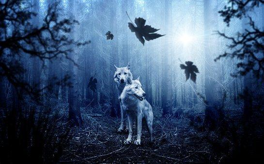 Wolves, Wolf Pack, Forest, Woods