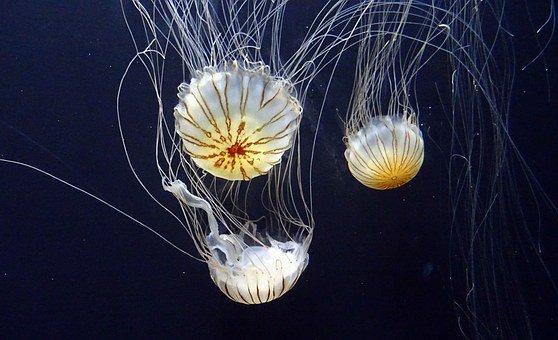 Do Jellyfish Live in a Group? (And what are they called)