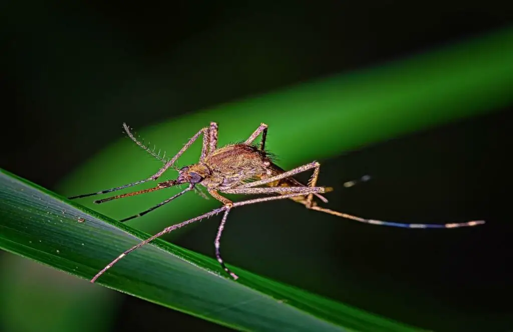 Are Mosquito Sentient? (Do They Have Feelings?) - WildLifeFAQ