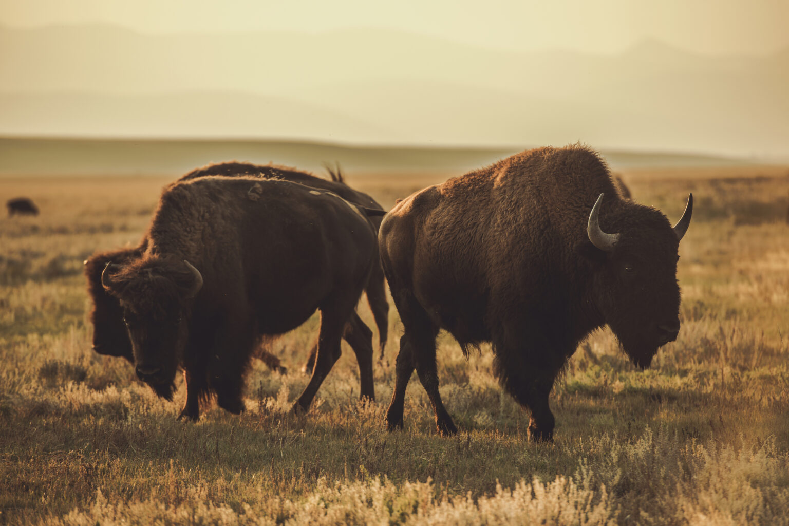 How Many Pure Bison Are Left? Let's Do a Deep Dive Into The Population