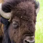 what biome does a bison live in