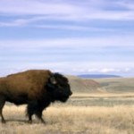 what caused the decline of the american bison