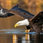What fish do bald eagles eat