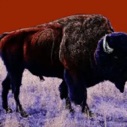 what happened to the american bison