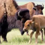 what is a group of bison called